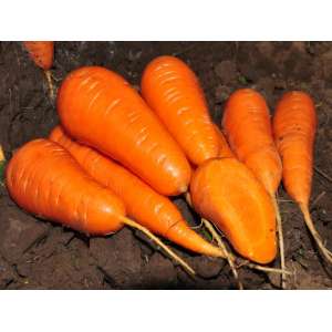 Шантане Ред Кор - морковь, Agri Saaten фото, цена